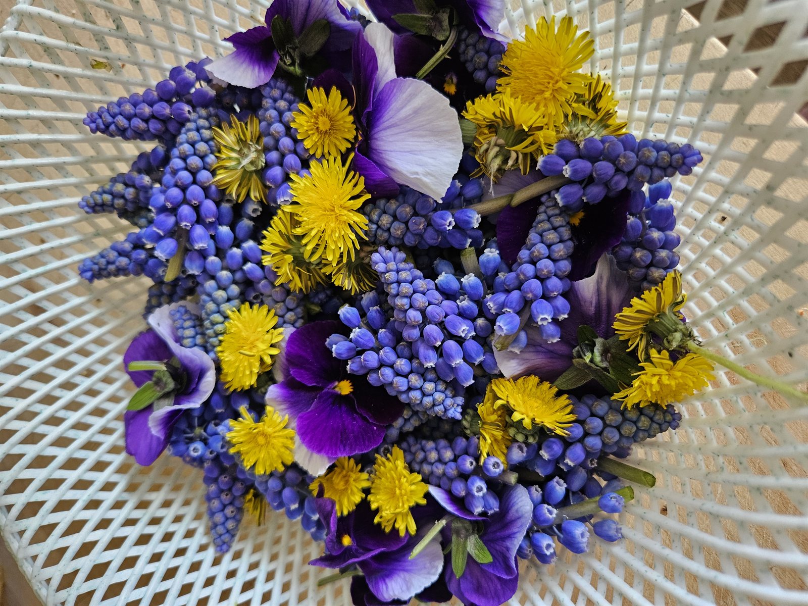 A spring bouquet picked from the yard — bright yellow dandelions among blue grape hyacinth and purple violas