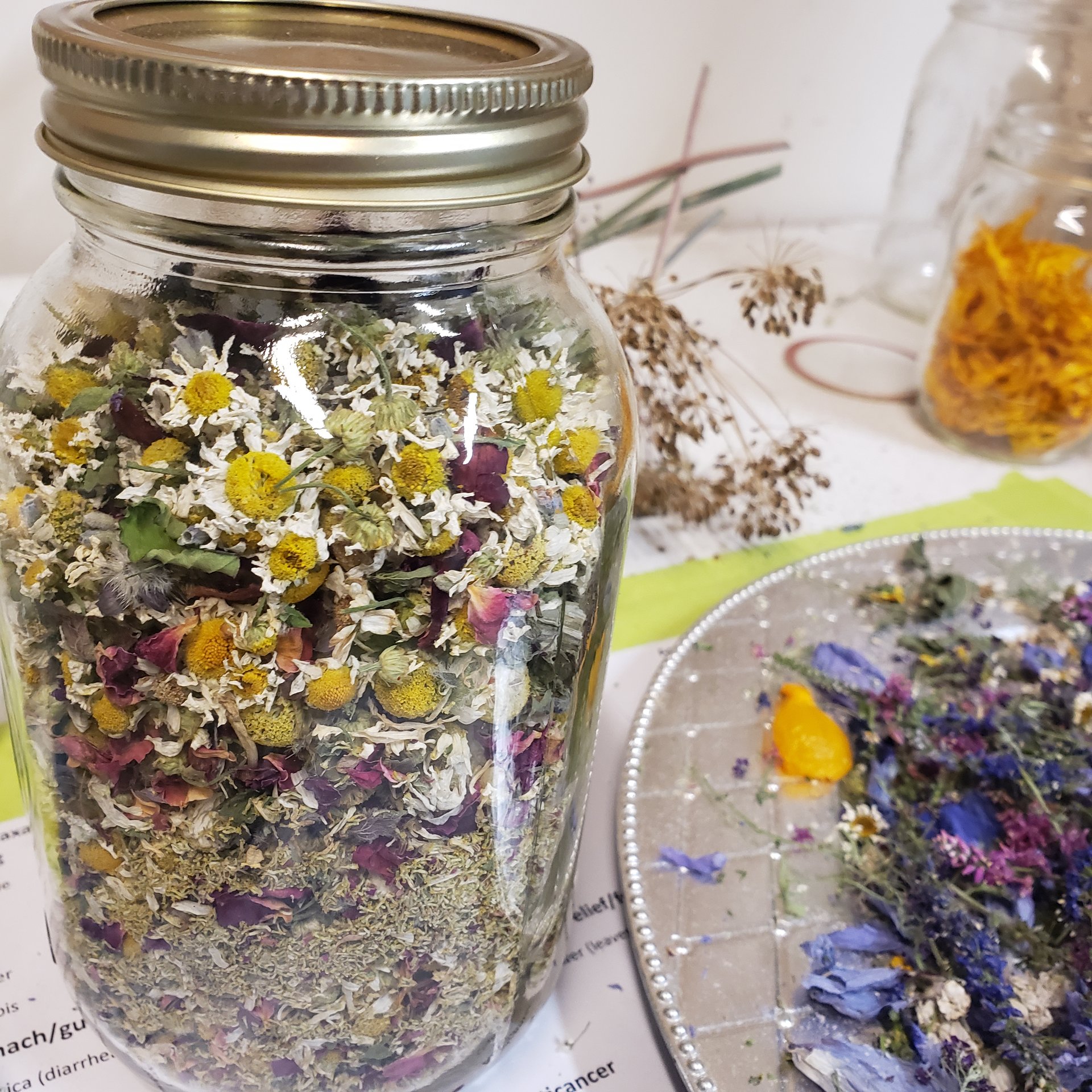What Plants Know — garden walk and plant literacy