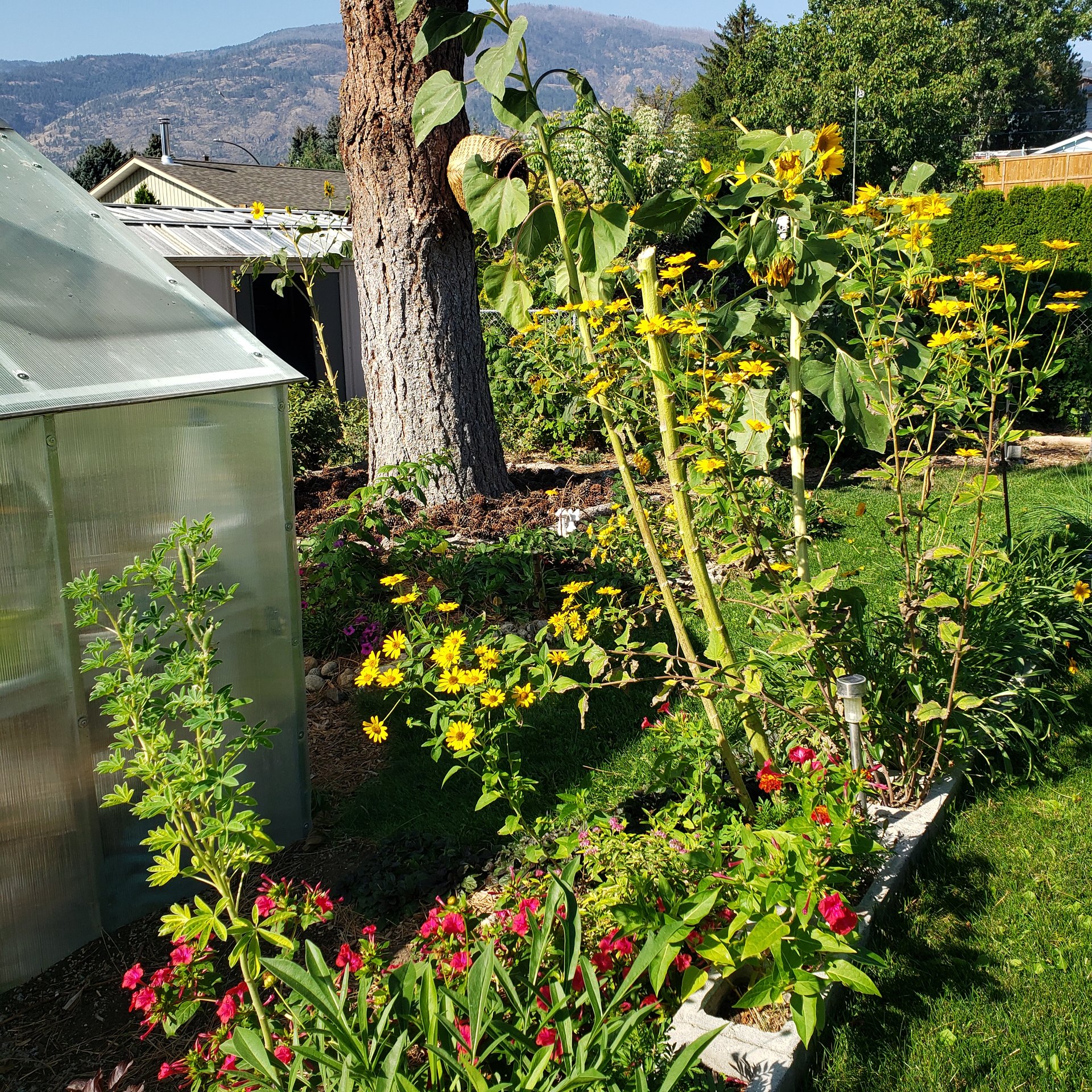 Permaculture garden